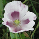 Opium poppy